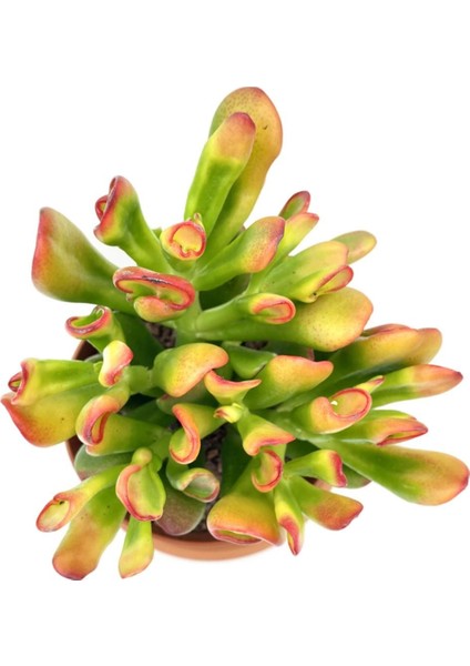 Nadir Kaktüs Crassula Ovata Hobbit Büyük Boy 25 cm