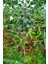 Hint Yağı Soğuk Pres 50 ml x 3 3