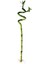 3 Adet Şans Bambusu 40-50 cm 2