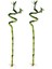 2 Adet Şans Bambusu 40-50 cm 1