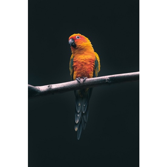 Termofom Papağan Tasarımlı Dekoratif Poster (35X50) Ekitap İndir | PDF | ePub | Mobi