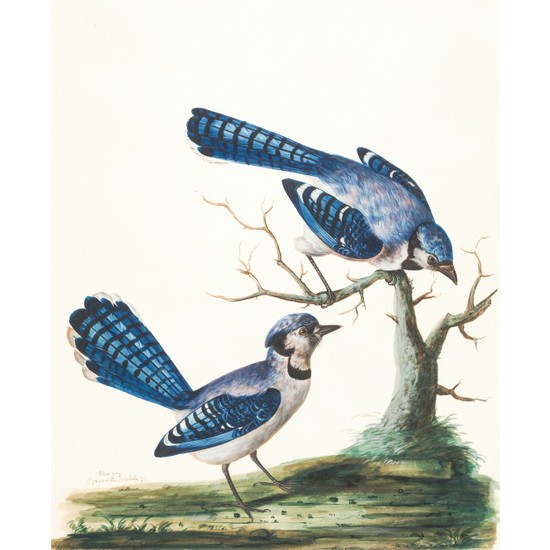 Termofom Minimalist Kuş Çizimi Tasarımlı Dekoratif Poster (70X100) Ekitap İndir | PDF | ePub | Mobi