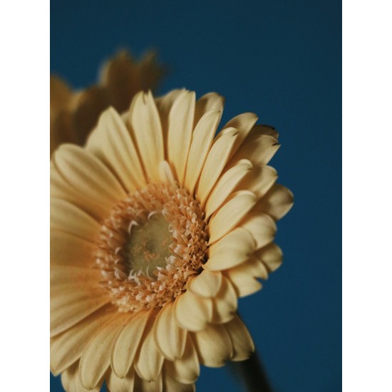 Termofom Çiçek Tasarımlı Dekoratif Poster (35X50) Ekitap İndir | PDF | ePub | Mobi