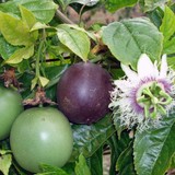 Fidan Sahası Tüplü Passiflora Fidanı Yaş 1 Boy 40-60 cm