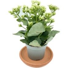 Kalanchoe (Kalanşo) Beyaz