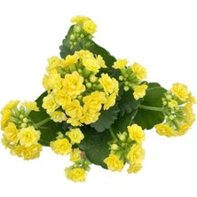 Kalanchoe (Kalanşo) Sarı