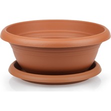 Serinova Arajman Saksı