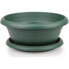 Serinova Arajman Saksı