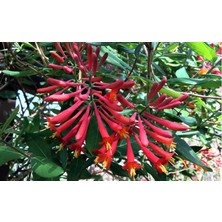 Lala Ahmet Botanik 9 Adet Kırmızı-Sarı-Beyaz Çiçekli Kokulu Hanımeli, Tüplü Dikime Hazır