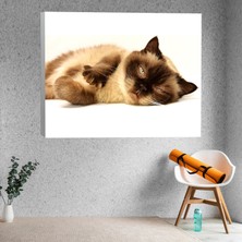 Deko Gonya Evcil Kedi Temalı Dekoratif Kanvas Tablo