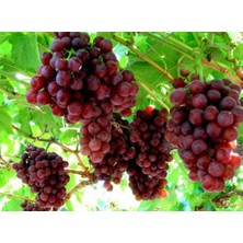Ucuzluk Diyarı 1'li Redglobe Üzüm Fidanı Tüplüdür