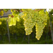 Ucuzluk Diyarı 1'li Emir Üzüm Fidanı Tüplüdür