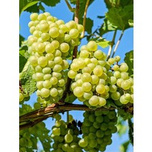 Ucuzluk Diyarı 3'lü Süperiör Seedles Üzüm Fidanı Tüplüdür