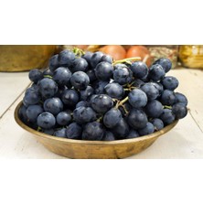 Ucuzluk Diyarı 3'lü Trakya Ilkeren Üzüm Fidanı Tüplüdür