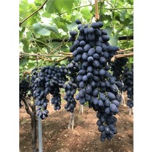 Ucuzluk Diyarı 3'lü Alfonse Lavalle Üzüm Fidanı Tüplüdür