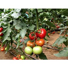 Kuzey Natura Sırık Domates Fidesi  Atazade Domates Fidesi  10'lu