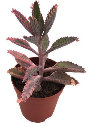 Levant Aşkın Göz Yaşları Pembe Tür Kalanchoe 5,5 cm Saksıda