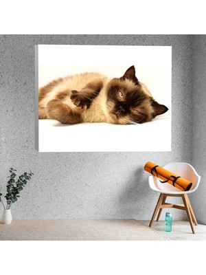 Deko Gonya Evcil Kedi Temalı Dekoratif Kanvas Tablo