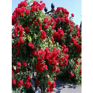 2 Adet Tüplü Gül Fidanı (Kırmızı) Yediveren Sarmaşık Kokulu