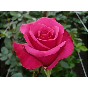 1 Adet Tüplü Gül Fidanı (Pembe) Yediveren  Kokulu