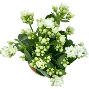 Kalanchoe (Kalanşo) Beyaz