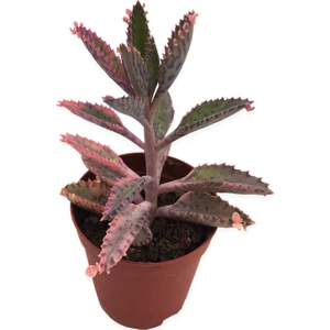 Aşkın Göz Yaşları Pembe Tür Kalanchoe 5,5 cm Saksıda