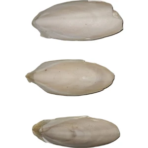 Mürekkep Balığı Kemiği (Kalamar) 10 cm - 3 Adet