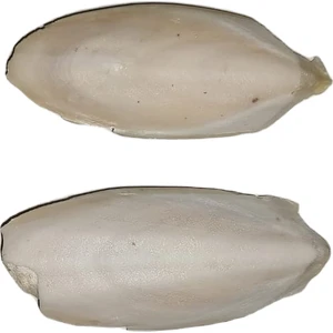 Mürekkep Balığı Kemiği (Kalamar) 10 cm - 2 Adet