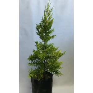 Fidan Sahası Tüplü Limoni Servi Fidanı Boy 50-60 cm