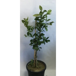 Fidan Sahası 12 Litrelik Saksıda Bodur Yediveren Limon Fidanı Yaş 3 Boy 80-100 cm