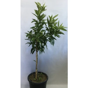 Fidan Sahası 12 Litrelik Saksıda Bodur Kokulu King Mandalina Yaş 3 Boy 80-100 cm