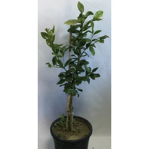 Fidan Sahası 12 Litrelik Saksıda Bodur Mayer Limon Fidanı Yaş 3 Boy 90-100 cm