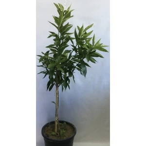 Fidan Sahası 12 Litrelik Saksıda Bodur Nova Mandalina Fidanı Yaş 3 Boy 90-110 cm