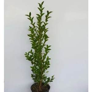 Fidan Sahası Çit Bitkisi Ligustrum Kurtbağrı Fidanı Boy 90-110 cm 4 Adet
