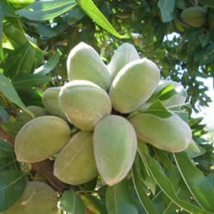 Fidan Sahası Tüplü Kendinden Verimli Bertina Badem Fidanı Yaş 2 Boy 80-100 cm