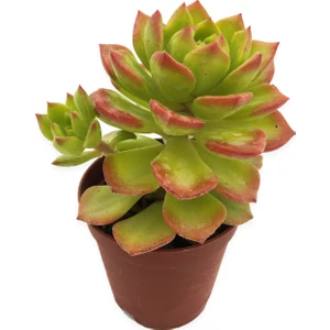 Echeveria Bianca Sukulent Uçları Kırmızı 5,5 cm Saksıda