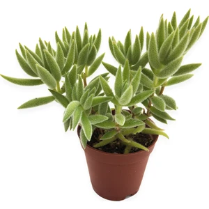 Crassula Mesembryanthemoides Sukulent 5,5 cm Saksıda