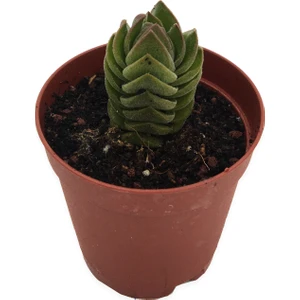 Crassula Buddha Teample Özel Tür 5,5 cm Saksıda