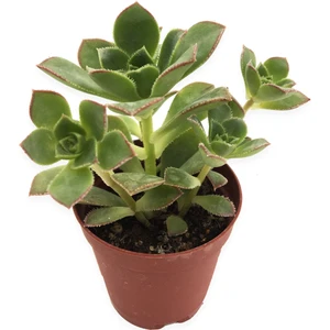 Aeonium Haworthii Sukulent 5,5cm Saksıda
