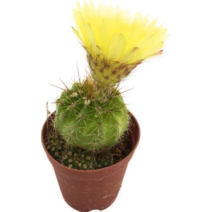 Notocactus Ottonis Kaktüs 5,5 cm Saksıda
