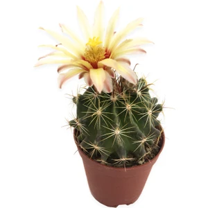 Echinofossulocactus Lloydii Kaktüs 5,5 cm Saksıda