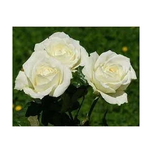 Özgüven Tarım Saksılı Beyaz Gül Fidanı