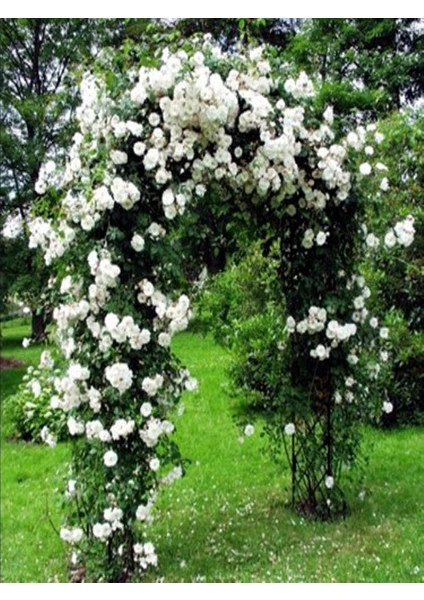 Mert Tarım 1 Adet Tüplü Gül Fidanı (Beyaz) Yediveren Sarmaşık Kokulu