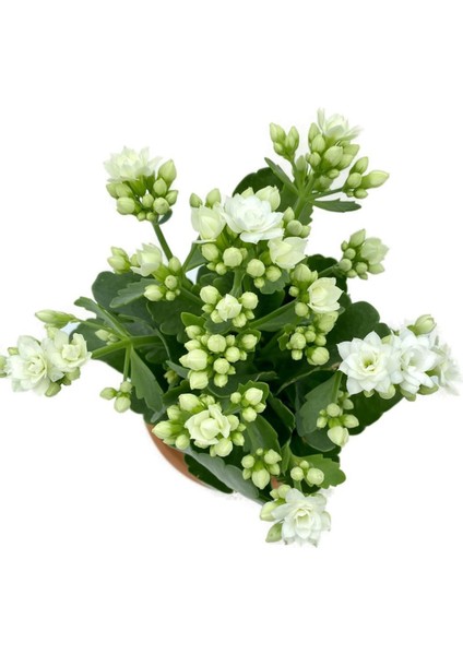 Kalanchoe (Kalanşo) Beyaz