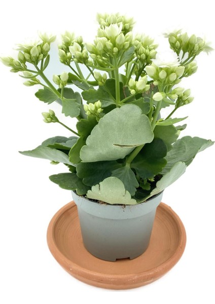 Kalanchoe (Kalanşo) Beyaz