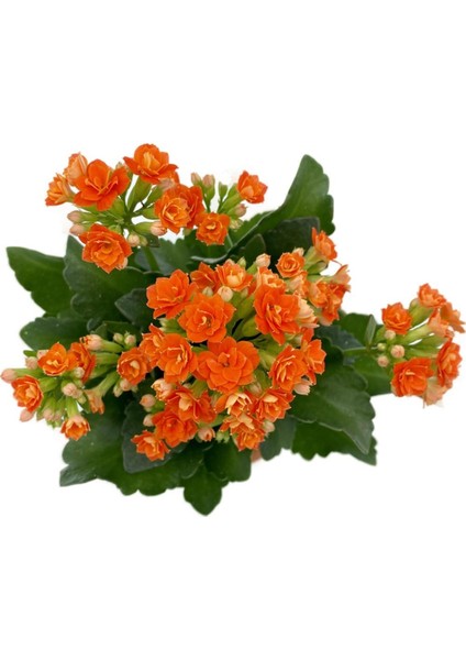 Kalanchoe (Kalanşo) Turuncu