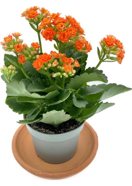 Kalanchoe (Kalanşo) Turuncu