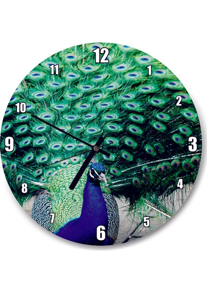Cakatablo Tavuskuşu ve Muhteşem Tüyleri Duvar Saati