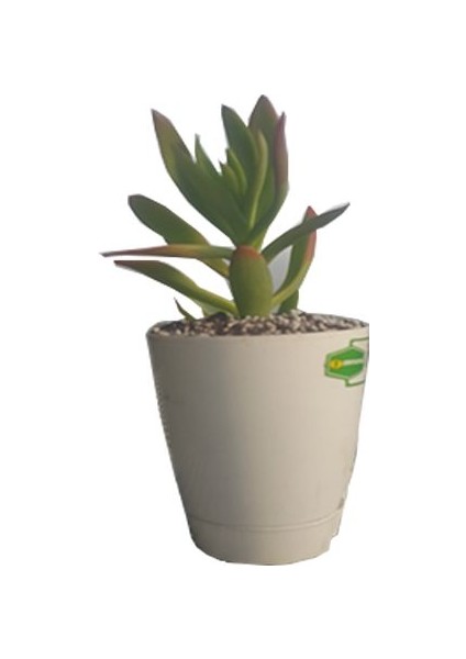 Gerçek Para Ağacı Çiçeği 20CM Dolgun Orijinal Crassula Ovata