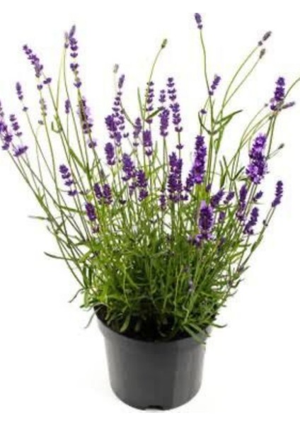 Lavandula Officinalis - Lavanta
